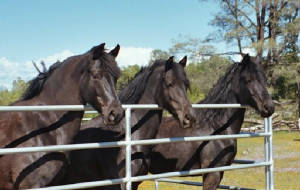 Faith Ranch Black Beauties