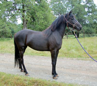 Princess 2011