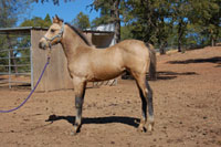 Valor winter coat